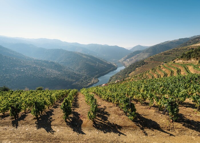Portugal vineyards